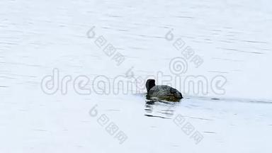 黑鸭鸟野生漂浮在水中的湖泊自然芦苇条件